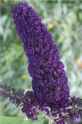 buddleia davidii black knight butterfly bush shrub seedling