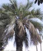 butia capitata jelly palm tree