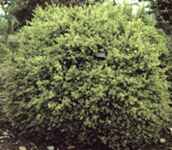 buxus sempervirens common boxwood shrub seed seedling