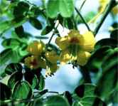 caesalpinia gillesii yellow bird of paradise seed tree