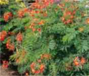 caesalpinia pulcherrima poinciana seed
