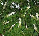 calicarpa americana shurb beautyberry 