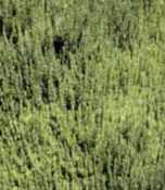 calluna vulgaris scotch heather plant seed