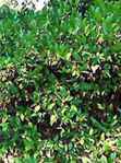 calycanthus florida shrub bloom seed