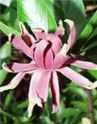 calycanthus florida bloom flower seed