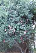 camellia sasanqua tree seed