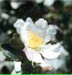 camellia sasanqua bloom shrub seed
