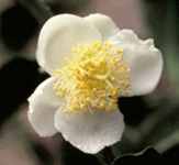 camellia sinensis green black tea shrub seed