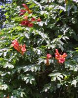 campsis radicans seed plant vine