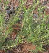 caragana microphylla little leaf pea shrub seed