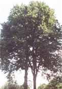 carpinus betulus european hornbeam tree seed