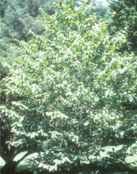 carpinus cordata heartleaf hornbeam tree seed