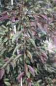 carpinus polyneura chinese hornbeam tree seed