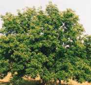 carya illinoiensis hardy pecan tree seed
