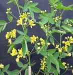 cassia alata candle tree seed