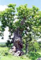 catalpa bignoides indian bean tree seed