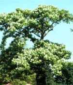 catlalpa speciosa northern tree seed