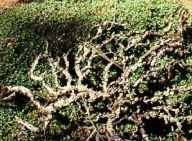 ceanothus prostatus mahala mat shrub seed