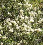 ceanothus samguineus red stem shrub seed