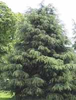 cedrus deodara deodar cedar tree seed