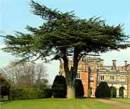 cedrus libarni cedar of lebanon tree seed