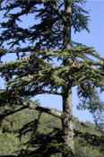 cedrus brevifolia cypress cedar tree seed