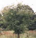 celtis occidentalis common hackberry seed