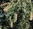 cephalotaxus fortuni fortunes plum yew tree seed