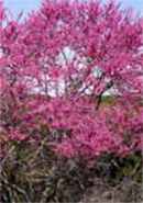 cercis canadensis redbud tree seed