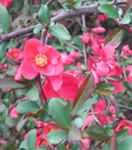 chaenomeles japonica rubra japanese flowering quince seed