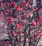 chaenomeles sinensis chinese quince seed