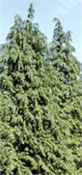 chamaecyparis lawsoniana lawson false cypress tree seed
