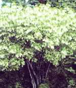 chionanthus virginicus fringe tree seed