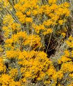 chrysothamnus nauseosus ericameria nauseosa grey rubber rabbitbrush chamisa seeds plant