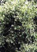 cinnamomum camphora camphor tree seed