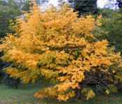 cladastris lutea yellowwood tree seed