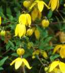 clematis tanguinica golden clematis seed