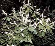 clethra acuminata cinnamonbark clethra seed shrub