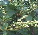 clethra barbenervis japanese clethra shrub seed