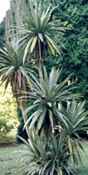 cordyline indivisa ti plant seed tree