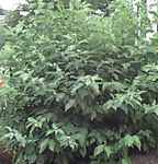 cornus alba tatarian dogwood shrub seed