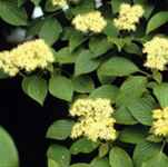 cornus alternifolia Pagoda Dogwood tree seed