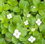 cornus canadensis bunchberry tree shrub seed