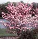 cornus florida rubra cherokee chief tree