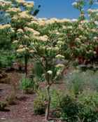 cornus controversa giant dogwood tree seed