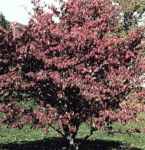 cornus florida flowering dogwood fall foliage tree seed