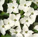 cornus kousa blooms chinese dogwood tree seed