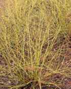 cornus lutea yellow twig dogwood tree seed