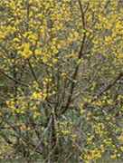 cornus mas cornelian cherry tree seed