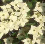 cornus kousa milky way dogwood tree